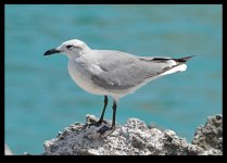 DSC_8246gull small.jpg