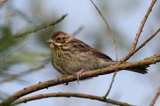 Reed_Bunting_Juvenile.jpg