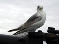 Kittiwake.JPG