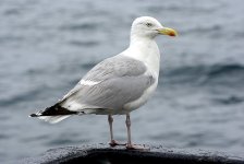 Herring Gull.JPG