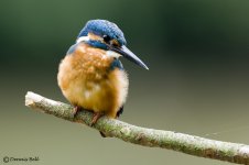 _DSD2222_Kingfisher_5.jpg