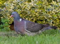 woodpigeon1.jpg