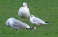 gulls4.JPG