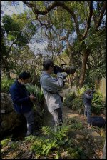 IMG_5240 Photogs @ Thick-billed Pigeon @ KFBG bf.JPG