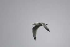 20220122_1200_Gull_Dechsendorf_ER_BY_D_gh_04.JPG