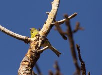 atlantic canary.JPG