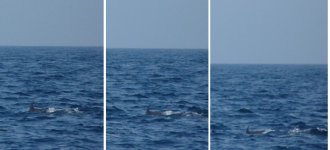 dolphin 2.jpg