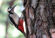 great_spotted_woodpecker_canariensis_10feb22_2160l_2145.jpg