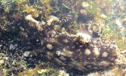 annulated_sea_hare_12feb22_2160w_2195.jpg