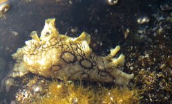 annulated_sea_hare_12feb22_2160w_2202.jpg