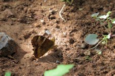 canary_speckled_wood_7feb22_2160l_2087.jpg