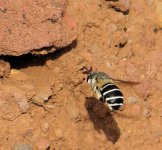 white-banded_digger_bee_7feb22_1440s_2100.jpg