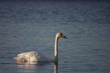 Whooper Swan.jpg