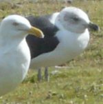 Lesser Black Backed Gull & Herring Gull.jpg