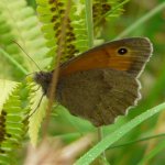 Butterfly - Meadow Brown (Maniola jurtina ssp. insularis).jpg
