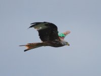 Red Kite small.jpg