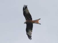 Red Kite small 2.jpg