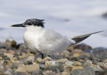 sandwich_tern-00048.jpg