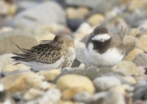 dunlin-00028.jpg