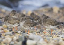 redshank-00262.jpg