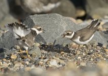 ringed_plover-00103.jpg