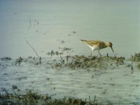 Curlew sandpiper (R).jpg