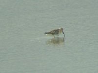 Curlew sandpiper 2 (R).JPG