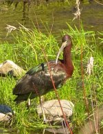 Glossy Ibis Eressos 250322 image cc Steve local wildlife enthuiast.jpg