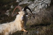 Kashmir Goat (7).jpg