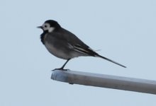 Wagtail.jpg