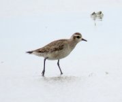 Plover-ID_5780.jpg