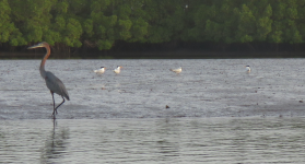 terns in saloum.png