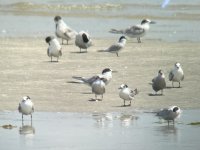 Common Terns & 1 Little .jpeg