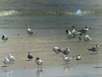 Common Terns & 1 Little.jpeg