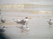 Common Terns & Greated Crested.jpeg