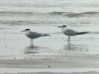 Gull-billed & Lesser Crested.jpeg