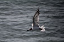 Tern Flying 6.JPG