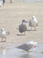 White-cheeked Tern?.jpeg