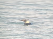 Bridled Tern 4.jpeg