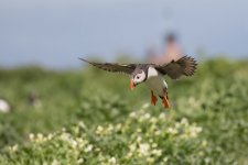 Puffin Farnes 2.jpg