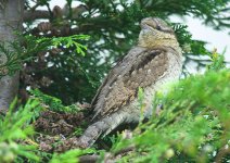 wryneck-00031.jpg