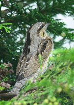 wryneck-00032.jpg