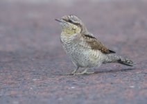 wryneck-00021.jpg