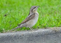 wryneck-00012.jpg