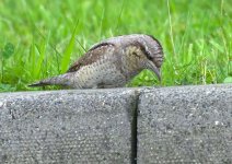 wryneck-00007.jpg