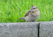 wryneck-00008.jpg