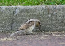 wryneck-00016.jpg