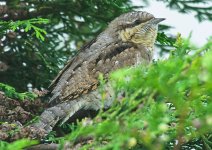 wryneck-00034.jpg