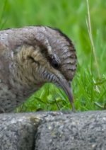 wryneck.jpg