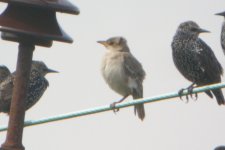 Rosy Starling.JPG